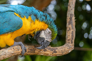Blue-and-yellow Macaw on a branch in the tree