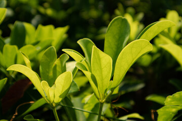 Tea Plants and Trees Cultivation