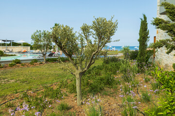 Beautiful view on hotel outdoor pool with rare young green plants around. Greece. 
