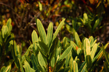 Obraz premium Green Branches and Fresh Leafs