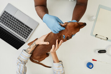 Overview of gloved hands of veterinarian examining sick young animal on medical table while owner...