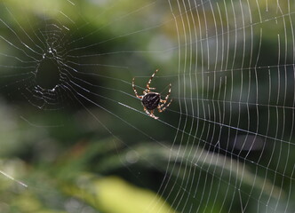 Kreuzspinne beim Netzbau