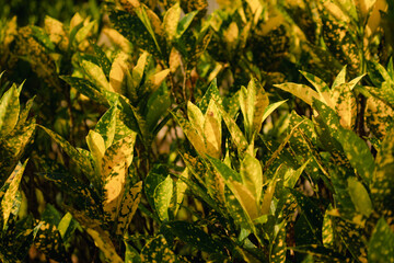Green Branches and Fresh Leafs