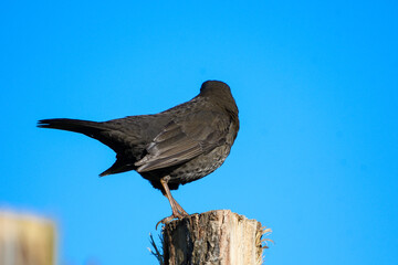 Close-up of a blackbird from the back, perched on a stake