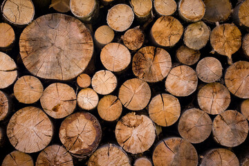 Cross section of the timber, cut trees, firewood stack for the background. Close up pile of logs background.