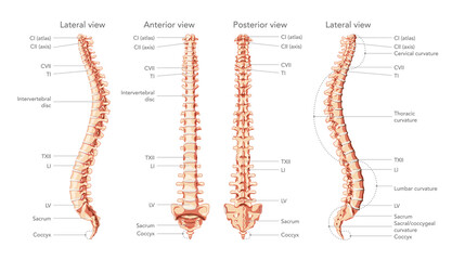 The human vertebral column in front, back, side view with main parts labeled, with and without Intervertebral disc. Vector flat realistic concept illustration in natural colors spine isolated on white