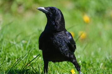 Close-up of a carrion crow perched on the field