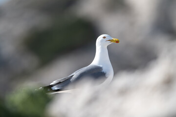 Larus michahellis, goélan leucophée, gabian bokeh doux isolé 