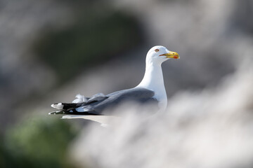 Gabian, goéland leucophée, Larus michahellis isolé dans un bokeh lumineux et doux