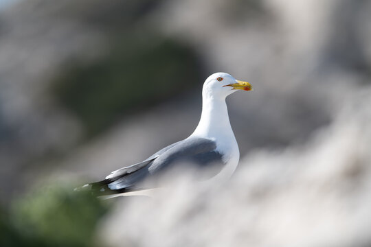 Larus michahellis, go&eacute;lan leucoph&eacute;e, gabian bokeh doux isol&eacute; 