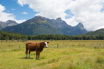 Fototapeta na wymiar Grazing cow in a green mountain valley, New Zealand