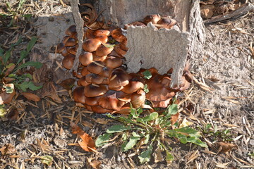 mushrooms on the tree