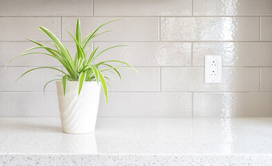 Young Spider Plant or Chlorophytum bichetii on a counter top against a ceramic backsplash