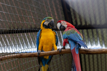 Blue-and-yellow Macaw and Red-and-Green Macaw pecking each other in captivity