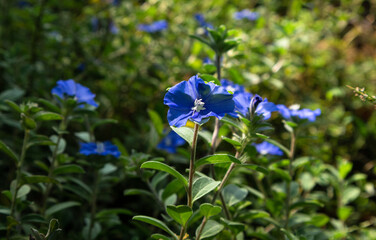 Natural Wild Flowers in Nature