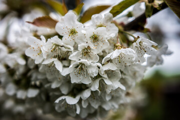 close up of white flowers, cherry blossom