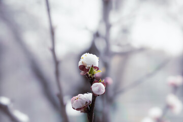Sakura blossom with spring snow . First snow on white delicate petals close up. Cherry tree first flowers snow covered. Spring freezing weather conditions in blooming garden.