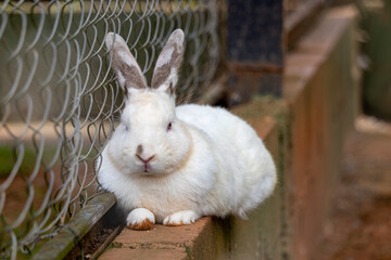 white rabbit in captivity looking at camera