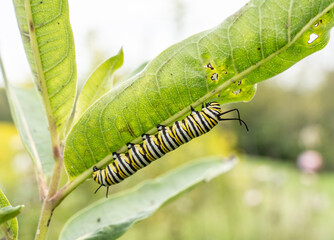 Monarch Butterfly (Danaus plexippus) Caterpillar munching away on milkweed leaf at the end of summer