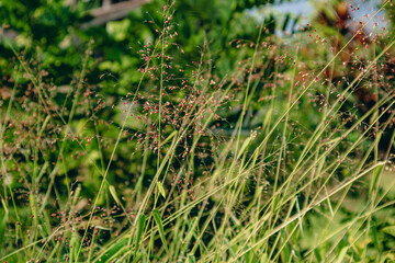 Grass and Leaf Texture Image
