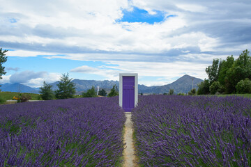 Purple door at blooming lavender fields, with mountains and sky in the background, Wanaka, New Zealand