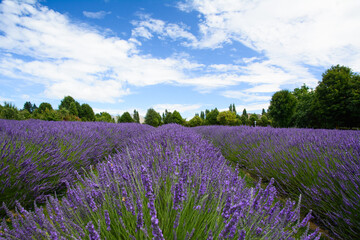 Close-up of blooming lavender in the fields, New Zealand