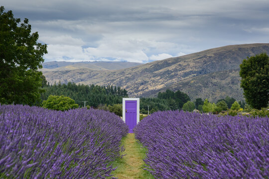 Purple door at blooming lavender fields, with mountains in the background, Wanaka, New Zealand