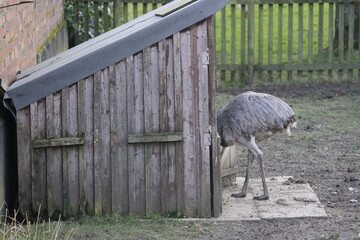 Emu in Germany