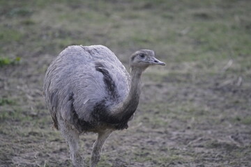 Emu in Germany