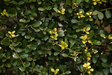 Hedge of Japanese holly. Aquifoliaceae evergreen shrub. 