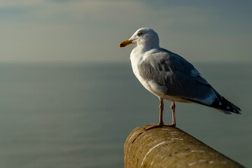 A seagull on the beach