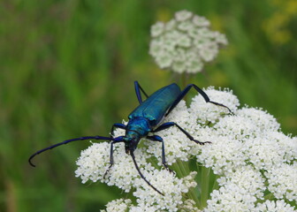 beetle on a leaf