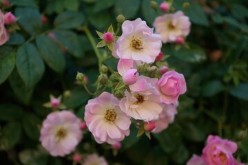 Little flowers with green leaves in a blur background