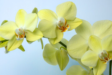 Photophone, close up. Branch of yellow orchids on a blue background
