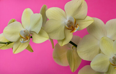 Bright yellow orchid flower on a pink background.