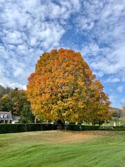 autumn in the park