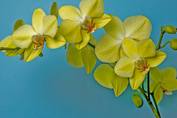 Yellow orchid branch, bright yellow orchid flower on a blue background.