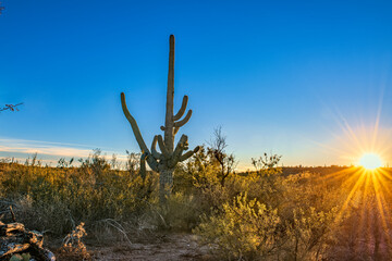 Desert sunset saguaro at sunset