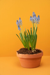 Muscari flowers in a pot on yellow background
