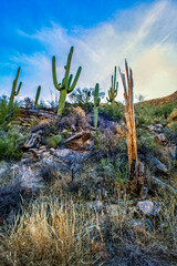 Cacti on the Mountainside