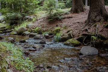 stream in the forest