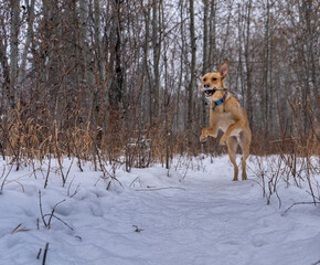 dog in snow