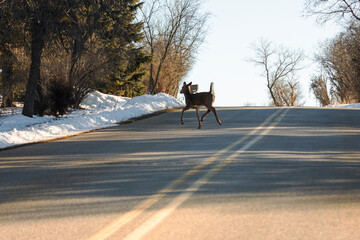 A White-tailed deer jumps across the road into traffic.  Shot from driver's perspective.