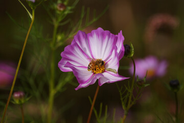 Obraz premium Cosmos is in full bloom.