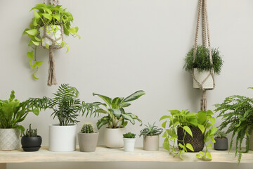 Many different potted houseplants indoors. Interior element