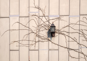 Obraz premium A boston-ivy branch attached to a marble lamppost at home