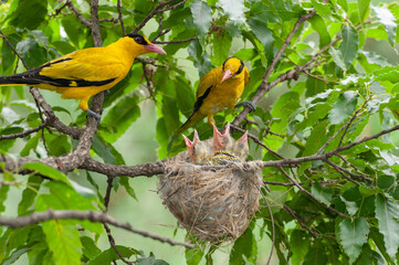 Gorgeous Oriole, wearing yellow, making a nest on a tree branch and raising its young