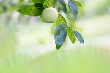 Water droplets on the jujube fruit after rain on a light color background