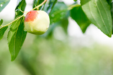 Water droplets on the jujube fruit after rain on a light color background