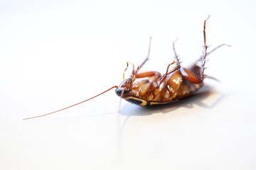 A close up macro 3qtr view of a dead or dying fresh cockroach insect laying on its back. Isolated...